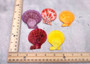 Scallop Seashell Halves Red Yellow Purple Pecten Nobilis (5 shell halves approx. 2.25+ inches) Copyright 2025 SeaShellSupply.com.
