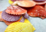 Scallop Seashell Halves Red Yellow Purple Pecten Nobilis (5 shell halves approx. 2.25+ inches) Copyright 2025 SeaShellSupply.com.