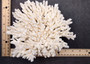 White Table Coral Cluster Acropora Latistella (1 coral 4L x 6H x 7D inches) Large coral centerpiece great for coastal home display & decor!