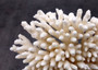 White Table Coral Cluster Acropora Latistella (1 coral 4L x 6H x 7D inches) Large coral centerpiece great for coastal home display & decor!