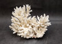 White Table Coral Cluster Large Centerpiece (1 coral 5.5L x 6H x 7.5D inches) Copyright 2025 SeaShellSupply.com.