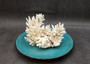White Table Coral Cluster Large Centerpiece (1 coral 5.5L x 6H x 7.5D inches) Copyright 2025 SeaShellSupply.com.