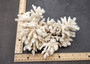 White Table Coral Cluster Large Centerpiece (1 coral 5.5L x 6H x 7.5D inches) Copyright 2025 SeaShellSupply.com.