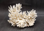 White Table Coral Cluster Large Centerpiece (1 coral 5.5L x 6H x 7.5D inches) Copyright 2025 SeaShellSupply.com.