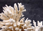 White Table Coral Cluster Large Centerpiece (1 coral 5.5L x 6H x 7.5D inches) Copyright 2025 SeaShellSupply.com.