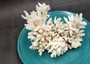 White Table Coral Cluster Large Centerpiece (1 coral 5.5L x 6H x 7.5D inches) Copyright 2025 SeaShellSupply.com.