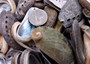 Natural Mule Ear Abalone Shells Haliotis Asiana (approx. HALF pound 90+ shells 1-2+ inches) Donkey Ear Abalone Shells for jewelry & crafts! Copyright 2025 SeaShellSupply.com.