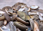 Natural Mule Ear Abalone Shells Haliotis Asiana (approx. HALF pound 90+ shells 1-2+ inches) Donkey Ear Abalone Shells for jewelry & crafts! Copyright 2025 SeaShellSupply.com.