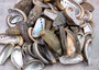 Natural Mule Ear Abalone Shells Haliotis Asiana (approx. HALF pound 90+ shells 1-2+ inches) Donkey Ear Abalone Shells for jewelry & crafts! Copyright 2025 SeaShellSupply.com.