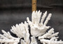 White Table Coral Pieces (1 set of 7 pieces approx. 3-5 inches) Copyright 2025 SeaShellSupply.com.