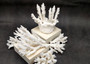 White Table Coral Pieces (1 set of 7 pieces approx. 3-5 inches) Copyright 2025 SeaShellSupply.com.