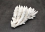 White Table Coral Pieces (1 set of 7 pieces approx. 3-5 inches) Copyright 2025 SeaShellSupply.com.
