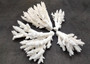 White Table Coral Pieces (1 set of 7 pieces approx. 3-5 inches) Copyright 2025 SeaShellSupply.com.