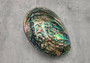 Polished Green Paua Abalone Seashell (4.5-5.5 inches). One rainbow colored shiny shell with a wide opening. Copyright 2022 SeaShellSupply.com.