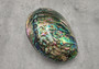 Polished Green Paua Abalone Seashell Haliotis Iris (1 shell approx. 4.5+ inches) Polished Paua Abalone Shell for smudging crafts & display!