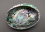 Polished Green Paua Abalone Seashell Haliotis Iris (1 shell approx. 4.5+ inches) Polished Paua Abalone Shell for smudging crafts & display!