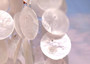 White Capiz Shell Wind Chime Chandelier (1 chime approx. 10 x 4 inches) Natural White Capiz Shell Wind Chime for coastal home décor! Copyright 2025 SeaShellSupply.com.