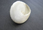 Elongated Troca Seashell (2-3 inches). Two spiral wide bottom shells, one showing the spiral and coloring and the other showing the opening. Copyright 2022 SeaShellSupply.com.