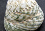 Elongated Troca Seashell (2-3 inches). Two spiral wide bottom shells, one showing the spiral and coloring and the other showing the opening. Copyright 2022 SeaShellSupply.com.