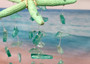 Green Starfish Hanging Beach Glass Wind Chime (1 chime approx. 10 x 5 inches) Green Starfish Seaglass Wind Chime for coastal home décor!