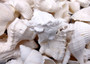 White Seashell Large Wedding Mix (approx. 1 kilogram 50+ shells 1.5-3.5+ inches) Mixed White Shells for wedding table decoration & crafting!