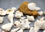 White Seashell Large Wedding Mix (approx. 1 kilogram 50+ shells 1.5-3.5+ inches) Mixed White Shells for wedding table decoration & crafting!