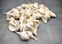 White Seashell Large Wedding Mix (approx. 1 kilogram 50+ shells 1.5-3.5+ inches) Mixed White Shells for wedding table decoration & crafting!