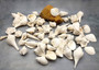 White Seashell Large Wedding Mix (approx. 1 kilogram 50+ shells 1.5-3.5+ inches) Mixed White Shells for wedding table decoration & crafting! Copyright 2025 SeaShellSupply.com.