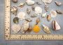 Mixed Small Seashells Assortment in 4 Inch Basket (approx. 15-25+ shells 0.5-1.5+ inches) Shells for coastal crafting and collections! Copyright 2025 SeaShellSupply.com.