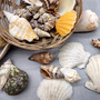 Mixed Small Seashells Assortment in 4 Inch Basket (approx. 15-25+ shells 0.5-1.5+ inches) Shells for coastal crafting and collections! Copyright 2025 SeaShellSupply.com.