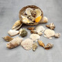 Mixed Small Seashells Assortment in 4 Inch Basket (approx. 15-25+ shells 0.5-1.5+ inches) Shells for coastal crafting and collections! Copyright 2025 SeaShellSupply.com.