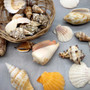 Mixed Small Seashells Assortment in 4 Inch Basket (approx. 15-25+ shells 0.5-1.5+ inches) Shells for coastal crafting and collections! Copyright 2025 SeaShellSupply.com.
