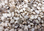 Natural White Umbonium Seashells Light Mix (approx. half cup 125+ shells 0.25+ inches) White Umbonium bulk shells for arts crafts & jewelry!
