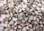 Natural White Umbonium Seashells Light Mix (approx. half cup 125+ shells 0.25+ inches) White Umbonium bulk shells for arts crafts & jewelry! Copyright 2025 SeaShellSupply.com.