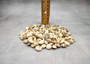 Natural White Umbonium Seashells Light Mix (approx. half cup 125+ shells 0.25+ inches) White Umbonium bulk shells for arts crafts & jewelry!
