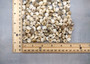 Natural White Umbonium Seashells Light Mix (approx. half cup 125+ shells 0.25+ inches) White Umbonium bulk shells for arts crafts & jewelry! Copyright 2025 SeaShellSupply.com.