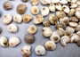 Natural White Umbonium Seashells Light Mix (approx. half cup 125+ shells 0.25+ inches) White Umbonium bulk shells for arts crafts & jewelry! Copyright 2025 SeaShellSupply.com.