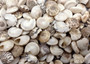Natural White Umbonium Seashells Light Mix (approx. half cup 125+ shells 0.25+ inches) White Umbonium bulk shells for arts crafts & jewelry! Copyright 2025 SeaShellSupply.com.