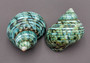 Turbo Argyrostoma - (2 shells approx. 2-2.75 inches). Blue, green and turquoise turbo shells facing different ways to see the top and bottom areas.Copyright 2022 SeaShellSupply.com.