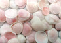 Rose Petal Tellin Seashell Halves Pink Eurytellina Lineata (Approx. 20 HALF shells 0.375+ inches) Copyright 2025 SeaShellSupply.com.