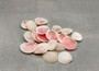Rose Petal Tellin Seashell Halves Pink Eurytellina Lineata (Approx. 20 HALF shells 0.375+ inches) Copyright 2025 SeaShellSupply.com.