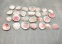 Rose Petal Tellin Seashell Halves Pink Eurytellina Lineata (Approx. 20 HALF shells 0.375+ inches) Copyright 2025 SeaShellSupply.com.