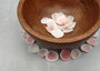 Rose Petal Tellin Seashell Halves Pink Eurytellina Lineata (Approx. 20 HALF shells 0.375+ inches) Copyright 2025 SeaShellSupply.com.