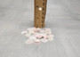 Rose Petal Tellin Seashell Halves Pink Eurytellina Lineata (Approx. 20 HALF shells 0.375+ inches) Copyright 2025 SeaShellSupply.com.