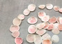 Rose Petal Tellin Seashell Halves Pink Eurytellina Lineata (Approx. 20 HALF shells 0.375+ inches) Copyright 2025 SeaShellSupply.com.
