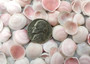 Rose Petal Tellin Seashell Halves Pink Eurytellina Lineata (Approx. 20 HALF shells 0.375+ inches) Copyright 2025 SeaShellSupply.com.