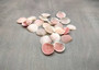 Rose Petal Tellin Seashell Halves Pink Eurytellina Lineata (Approx. 20 HALF shells 0.375+ inches) Copyright 2025 SeaShellSupply.com.
