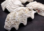 Derasa Clam Seashell Half White Tridacna Derasa (1 shell approx. 7+ inches) Big Derasa Clam Shell Halves for art projects crafts & display! Copyright 2025 SeaShellSupply.com.