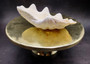 Derasa Clam Seashell Half White Tridacna Derasa (1 shell approx. 7+ inches) Big Derasa Clam Shell Halves for art projects crafts & display! Copyright 2025 SeaShellSupply.com.