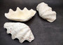 Derasa Clam Seashell Half White Tridacna Derasa (1 shell approx. 7+ inches) Big Derasa Clam Shell Halves for art projects crafts & display! Copyright 2025 SeaShellSupply.com.